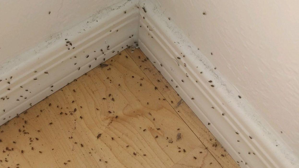 Here’s why clusters of these tiny bugs are all around Tucson right now